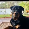rottiemom28
